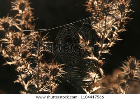 Grasses, plants and flowers in a field backlit by the evening sun