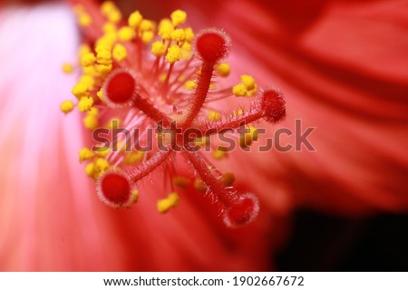 Similar – hibiscus Plant Flower