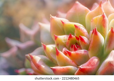 Macro Closeup Of Succulents In Autumn Afternoon Sunlight