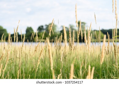 Macro Closeup Of Tall Grass In Illinois Prairie Nature Preserves