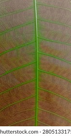 Macro close-up texture of a young mango leaf showing detailed green veins on a reddish-brown or maroon leaf surface.