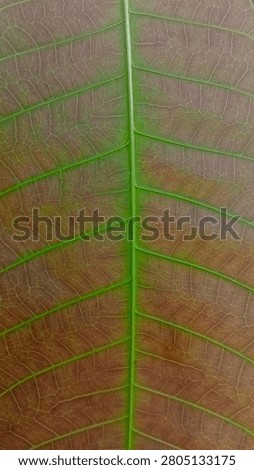 Macro close-up texture of a young mango leaf showing detailed green veins on a reddish-brown or maroon leaf surface.
