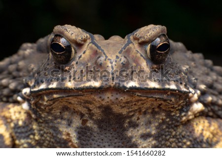 Macro close-up Thai toad.Front view.Thailand. Big bony headed toad or Spadefoot frog or Buffalo toad. Amphibian animal closeup. Toad Asian brown on black background.