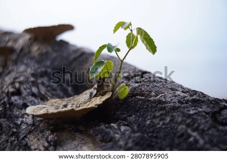 Macro close-up of a tiny green seedling sprouting from the rough bark of an old fallen tree trunk next to a bracket fungus. Concept of new life, resilience, and rebirth in nature.