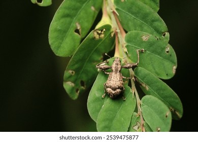 A macro close-up of a tiny insect perched on a leafy plant in an outdoor setting