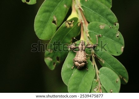 A macro close-up of a tiny insect perched on a leafy plant in an outdoor setting