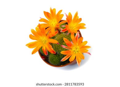 macro closeup of tiny little cute beautiful bright orange yellow red flowers of Rebutia Aylostera cactus, a small pot plant blooming in spring and summer, top flat view