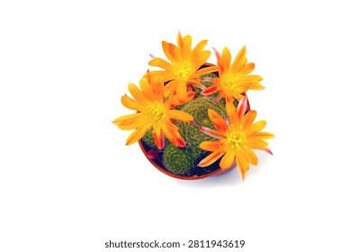 macro closeup of tiny little cute beautiful bright orange yellow red flowers of Rebutia Aylostera cactus, a small pot plant blooming in spring and summer, top flat view