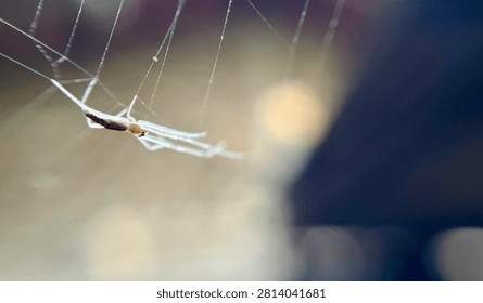 Macro close-up of a tiny spider hanging on its delicate web against a soft natural bokeh background. The photograph captures the intricate beauty of spider silk and the fragile balance of nature, making it suitable for concepts of wildlife, biodiversity, ecology, survival, and outdoor environments.