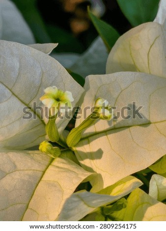 Macro close-up of tiny true bougainvillea flowers emerging from white papery bracts, showing botanical detail and vein texture, Anatomy of Bougainvillea