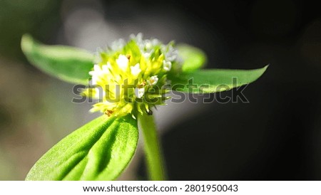 Macro Close-Up of Tiny Wildflower with Green Leaves and Natural Sunlight


Foto makro yang menampilkan bunga liar kecil berwarna putih kehijauan dengan detail alami yang tajam dan pencahayaan matahari yang lembut. Komposisi close-up ini menonjolkan tekstur daun hijau segar serta keindahan flora liar di habitat alaminya. Cocok digunakan untuk tema alam, lingkungan, botani, pertumbuhan tanaman, ekologi, kesehatan alami, dan latar belakang desain yang bernuansa segar dan organik.