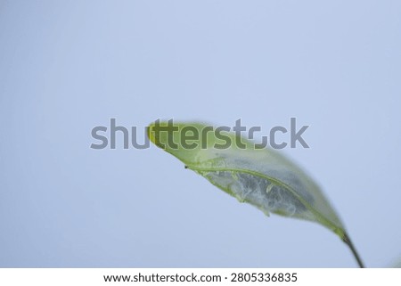 Macro close-up of a translucent green seed pod with visible veins, curved shape, shallow focus and light text area.