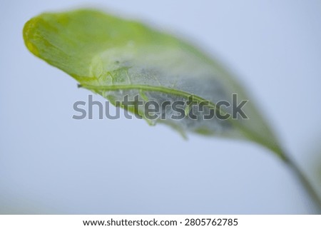 Macro close-up of a translucent green seed pod with visible veins, curved shape, shallow focus and light text area.