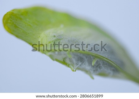 Macro close-up of a translucent green seed pod with visible veins, curved shape, shallow focus and light text area.