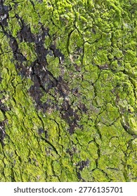 A macro close-up of tree bark covered with vibrant green moss, highlighting the rich texture and natural patterns of the tree’s surface