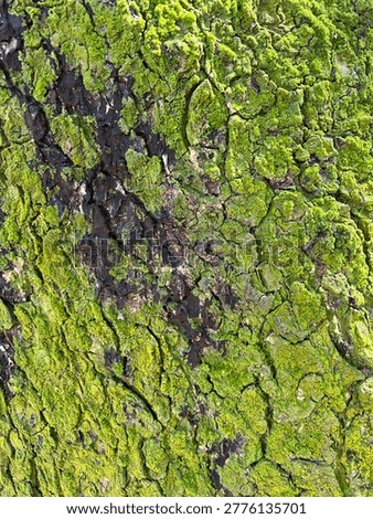 A macro close-up of tree bark covered with vibrant green moss, highlighting the rich texture and natural patterns of the tree’s surface