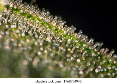 Macro closeup of trichomes on cannabis indica leaf on black background.