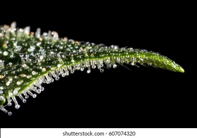 Macro closeup of trichomes on cannabis indica leaf.