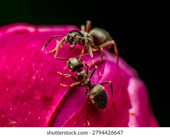 Macro Close-Up Of two Ants Exploring A Pink flower Petal Against Dark Background