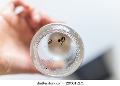 Macro Closeup Of Two Large Lone Star Ticks In Glass Jar Cup Engorged With Blood And Hand Holding With Pet Cat Hairs