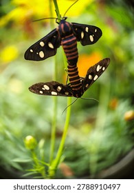 Macro close-up of two mating Amata genus handmaiden moths (tiger moths) with black wings, white spots, and striped abdomens resting on a green plant in their natural habitat.