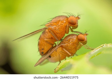 macro close-up of two small fruit flies (Drosophila) in the act of mating on a vibrant green leaf, showcasing insect reproduction and life cycle details.