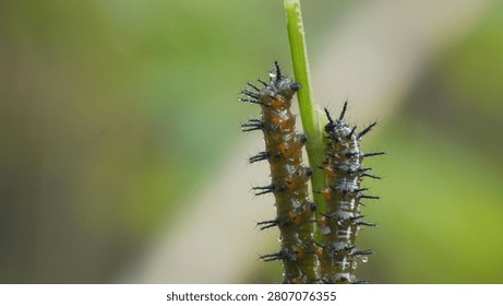 Macro close-up of two spiky black caterpillars with orange spots climbing a thin green stem.