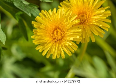 Macro closeup of two yellow dandelion flowers - soft focus