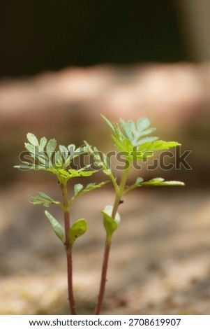 A macro close-up of two young Marigold or similar seedlings pushing out of the ground, showing bright green compound leaves and reddish stems against a soft-focus earthen background