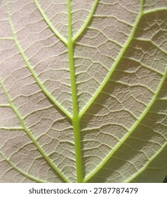 Macro close-up of the underside of a leaf showing reddish-pink tissue and bright green veins. The intricate vein network and soft backlighting create a delicate natural abstract texture for botanical and background use.