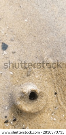 Macro close-up of a unique sand structure with a small marine organism inside, intertidal zone wildlife photography.