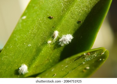 macro closeup of an unusual insect larvae pest of a orchid mealy bug Pseudococcus, Planococcus, Phenacoccus, and Dysmicoccus Pseudococcidae mealybug on an green Phalaenopsis orchid plant 