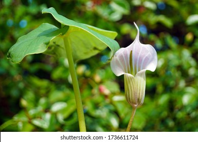 macro closeup of an unusual white pink with stripes Arisaema candidissimum flowering plant from arum family, also called cobra lily or jack-in-the-pulpit against green garden background - Shutterstock ID 1736611724