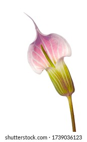 macro closeup of an unusual white pink with stripes Arisaema candidissimum flowering plant from arum family, also called cobra lily or jack-in-the-pulpit isolated on white - Shutterstock ID 1739036123