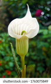 macro closeup of an unusual white pink with stripes Arisaema candidissimum flowering plant from arum family, also called cobra lily or jack-in-the-pulpit against green garden background - Shutterstock ID 1763075849