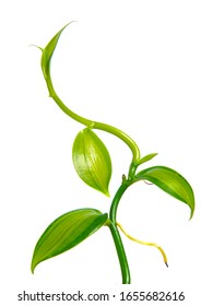 macro closeup of a vanilla flower orchid plant liana climbing branches with green leaves growing isolated on white, dried aromatic fruit pods beans used in cooking, aroma therapy, essential oil 