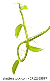 Macro Closeup Of A Vanilla Flower Orchid Plant Liana Climbing Branches With Green Leaves Growing Isolated On White, Dried Aromatic Fruit Pods Beans Used In Cooking, Aroma Therapy, Essential Oil 