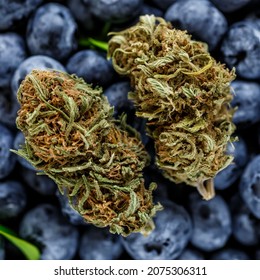 Macro close-up of vibrant green marijuana buds. covered in thc crystals and orange hairs next to fresh blueberries.marijuana buds with trichomes cannabis plants blueberry strain