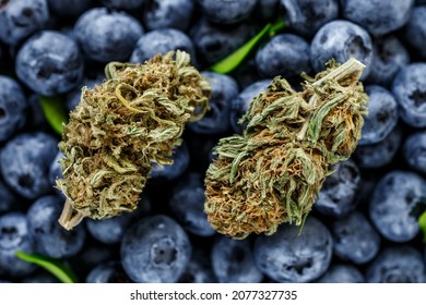Macro close-up of vibrant green marijuana buds. covered in thc crystals and orange hairs next to fresh blueberries.marijuana buds with trichomes cannabis plants blueberry strain