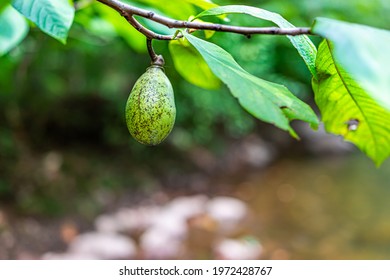 Macro Closeup View Of One Single Unripe Pawpaw Fruit Hanging Growing On Plant Tree In Garden For Wild Foraging With Green Leaves And Bokeh Background Of River In Herndon