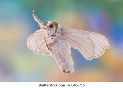 Macro Closeup View Of A Silk Moth