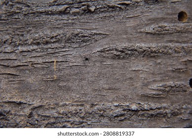Macro close-up view of textured tree bark peeling layers, revealing intricate natural patterns, rough organic surface details, and earthy tones. Perfect for nature, ecology, and natural texture backgrounds