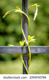 Macro Closeup Of Vines Curling Around Rusty Metal Garden Arbor