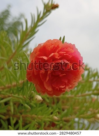 Macro Close-up of Vivid Orange Red Portulaca Grandiflora Flower. Blooming Moss Rose in Garden with Soft Bokeh Background. - Contributor ID: 481666741