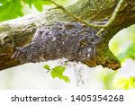 macro closeup of white nest of oak processionary caterpillars Thaumetopoea processionea on a infested  tree, poisonous hairs are dangerous for human skin and lungs causing rash, irritation and asthma