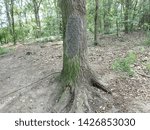 macro closeup of white nest of oak processionary caterpillars Thaumetopoea processionea on a infested  tree, poisonous hairs are dangerous for human skin and lungs causing rash, irritation and asthma