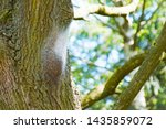 macro closeup of white nest of oak processionary caterpillars Thaumetopoea processionea on a infested  tree, poisonous hairs are dangerous for human skin and lungs causing rash, irritation and asthma