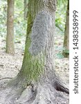 macro closeup of white nest of oak processionary caterpillars Thaumetopoea processionea on a infested  tree, poisonous hairs are dangerous for human skin and lungs causing rash, irritation and asthma