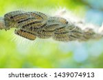 macro closeup of white nest of oak processionary caterpillars Thaumetopoea processionea on a infested  tree, poisonous hairs are dangerous for human skin and lungs causing rash, irritation and asthma
