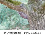 macro closeup of white nest of oak processionary caterpillars Thaumetopoea processionea on a infested  tree, poisonous hairs are dangerous for human skin and lungs causing rash, irritation and asthma